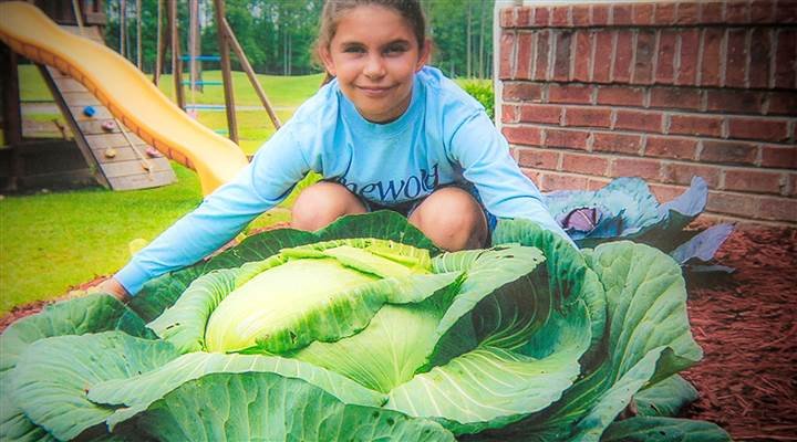 A Young Girl’s Little Cabbage Seedling Makes The Difference in a Community